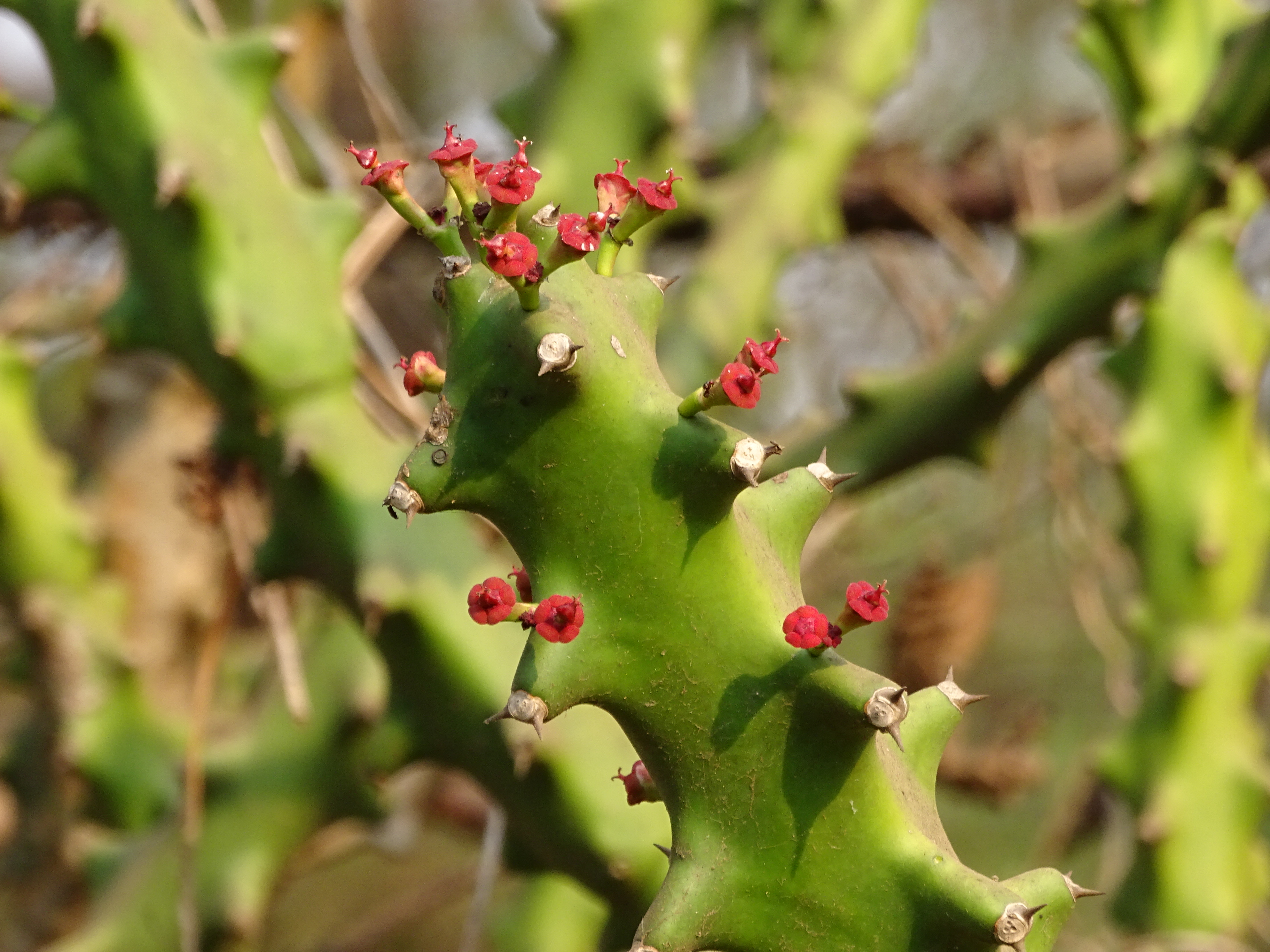 Snuhi (Euphorbia neriifolia) latex as a drug delivery medium in ksharasutra: therapeutic implications in ano-rectal disorders